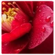 Camellia Seed Oil
